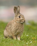 lapin de garenne - European Rabbit (1 year)
